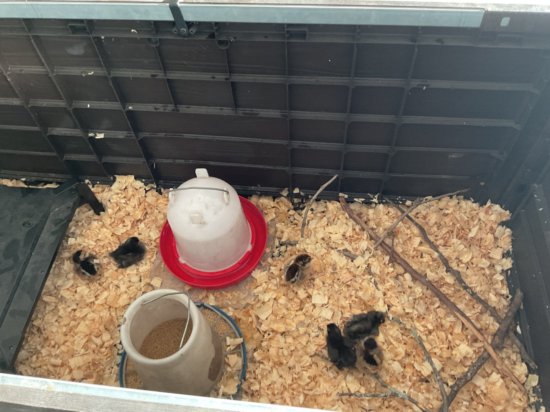Chick Brooder Setup: Simple, Safe, and Stress-Free