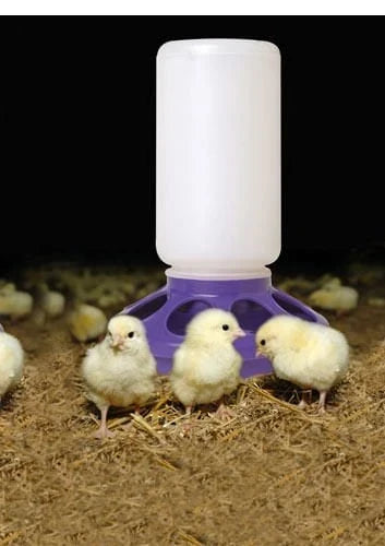 Keep Chicken Feed Dry: The Mason Jar Feeder Trick