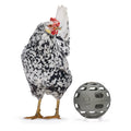 Chicken Snack Ball - 100% Recycled - Low-Waste Feeding for Backyard Fl