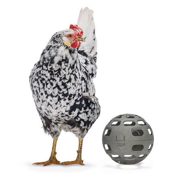 Chicken Snack Ball - 100% Recycled - Low-Waste Feeding for Backyard Fl
