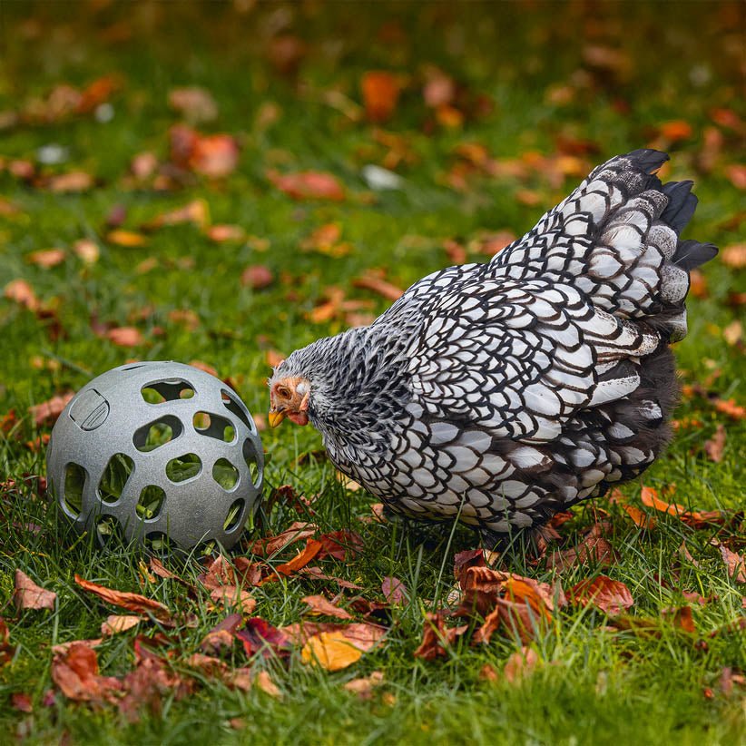 Chicken Snack Ball - 100% Recycled - Low-Waste Feeding for Backyard Fl